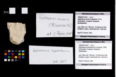 Foto (Objekt + Etikett) von Gastrosacus tuberosiformis (Lorenthey, 1929)  (NHMW-GEO-1990-0041-2527)